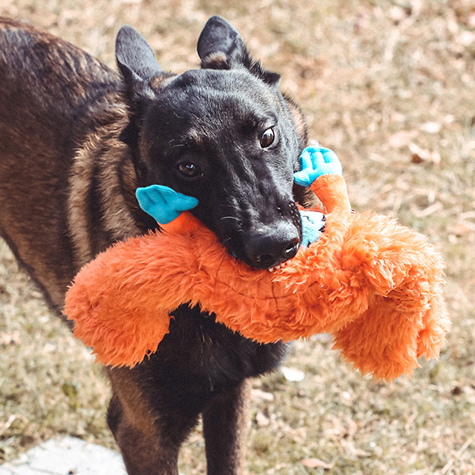 縮圖：QMONSTER 長腳怪 橘色