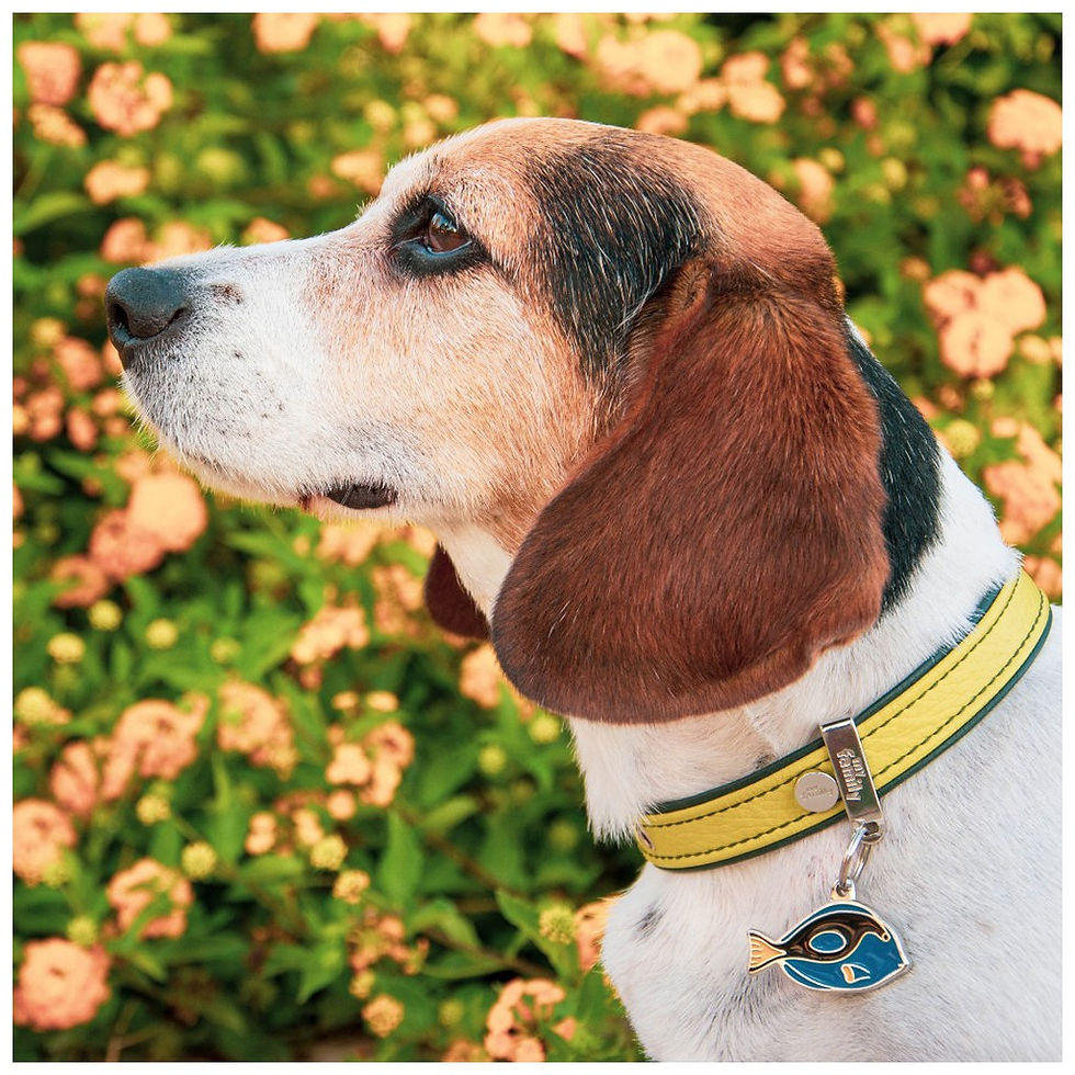 縮圖：MY FAMILY Wild Surgeonfish ID Tag