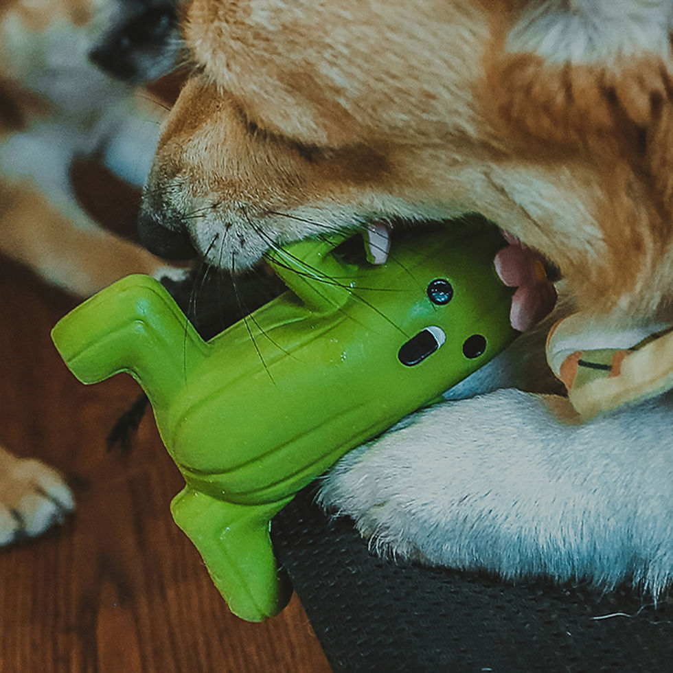 縮圖：QMONSTER 仙人掌