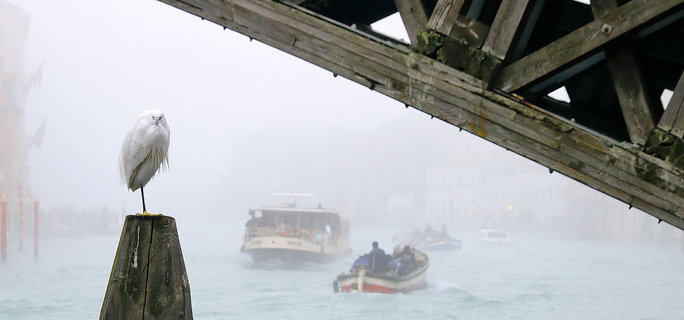 A foggy morning at the Accademia bridge