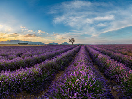 A moody sunrise in the lavender fields of the plateau of Valensole - Drone Pano