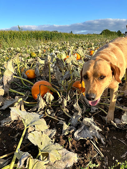 pumpkins.jfif