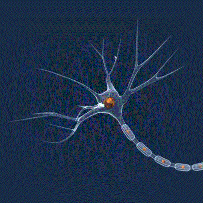 Il segnale nel neurone