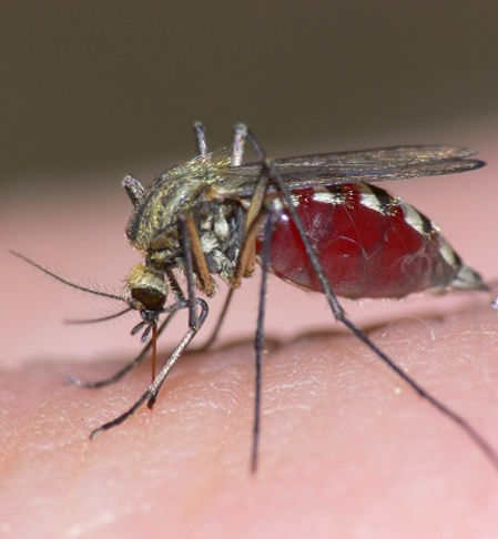 mosquito-control.jpg
