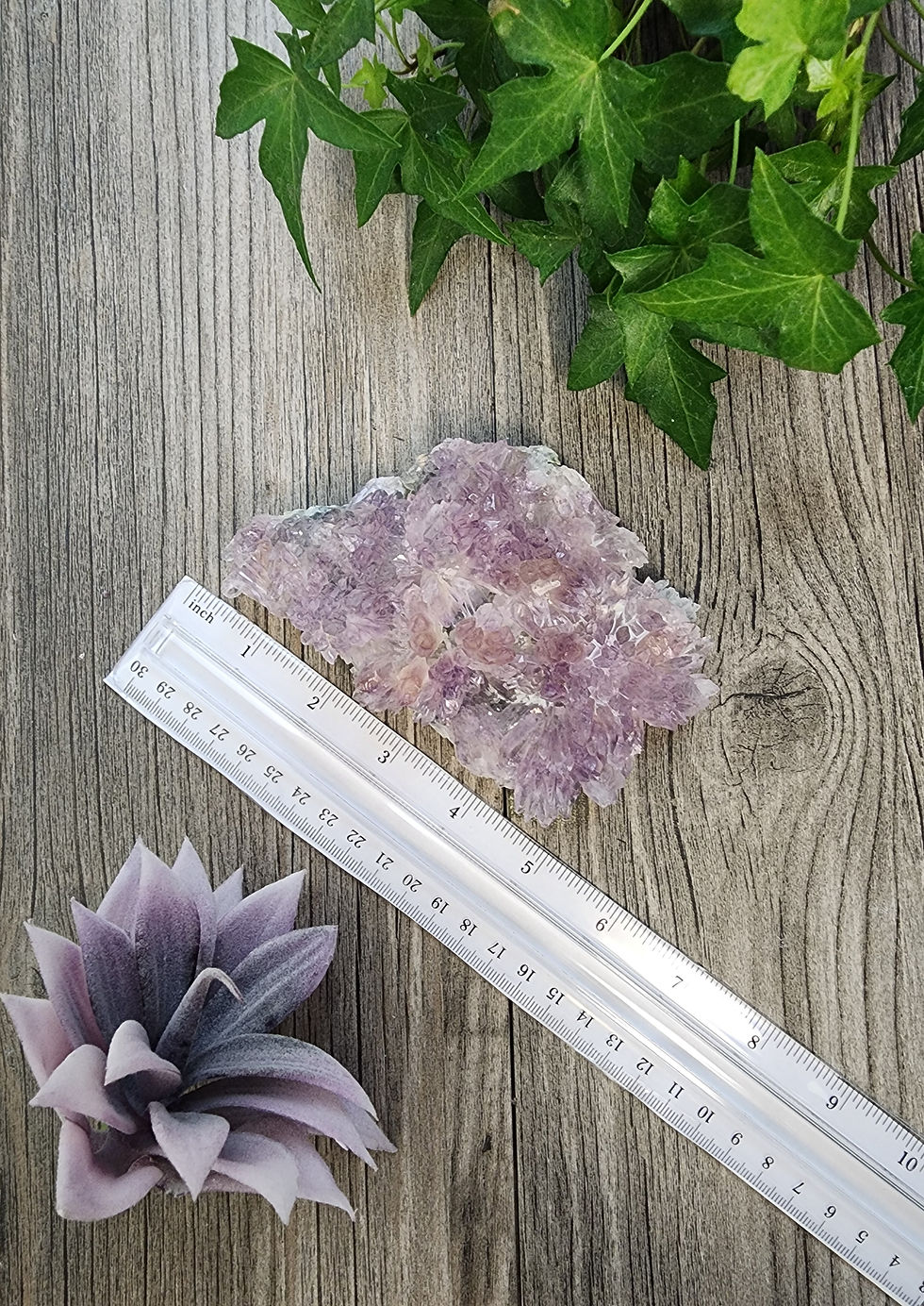 Purple amethyst flower with a ruler to show size