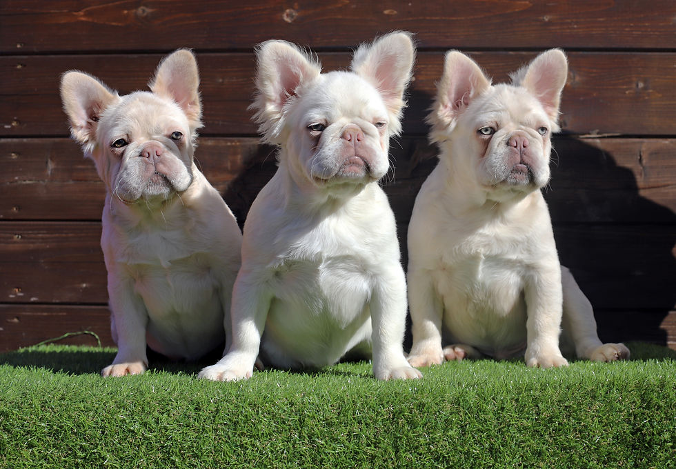 3 fluffies.jpg