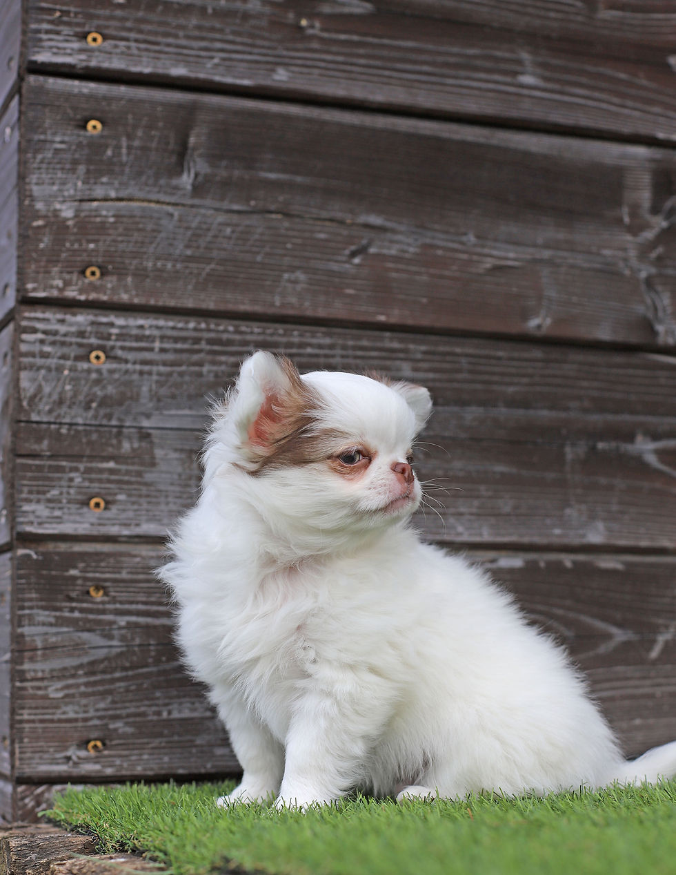 Thumbnail: Lucky- chocolate pied mini