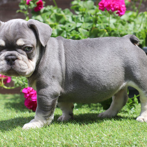Creating the Perfect Feeding Schedule for Your Frenchie - A Comprehensive Guide-1 part