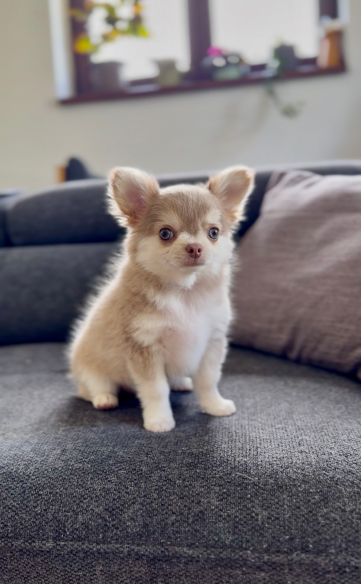 Chloe- lilac husky girl