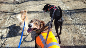 The Pack Mentality: How My Dogs Showed Me the True Meaning of Teamwork