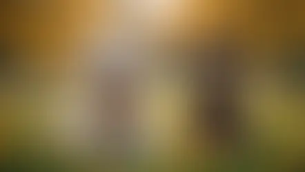 Innovative Strategies for Maintaining Harmony in a Multi-Dog Environment: 5 Proven Tips for a Peaceful Household