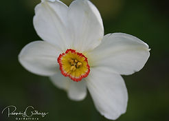 Acaena saccaticupula 'Blue Haze'