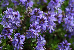 Veronica prostrata
