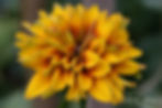 Rudbeckia - Hattar