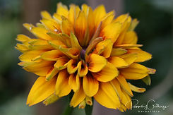 Rudbeckia - Hattar