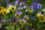 Viola - Fjólur