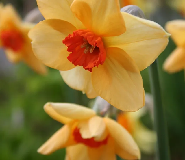 Daffodils Gardening In Iceland