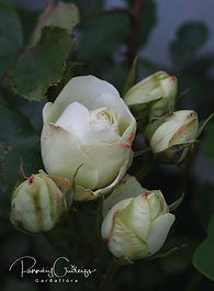 Klasarósir (Floribundas)