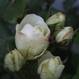 Klasarósir (Floribundas)