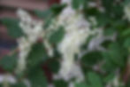 Acaena saccaticupula 'Blue Haze'