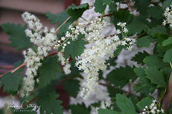 Acaena saccaticupula 'Blue Haze'