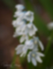 Acaena saccaticupula 'Blue Haze'
