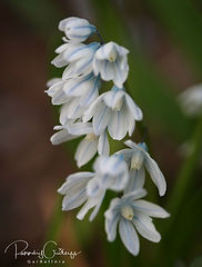 Acaena saccaticupula 'Blue Haze'