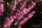 Acaena saccaticupula 'Blue Haze'