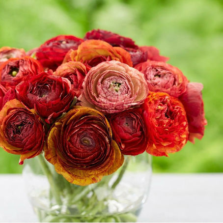 Asíusóleyjar (Ranunculus) - gróðursetning