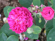 Acaena saccaticupula 'Blue Haze'