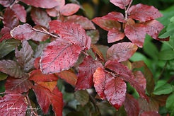 Acaena saccaticupula 'Blue Haze'