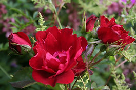 Nútíma runnarósir (Modern Shrub)