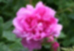 Acaena saccaticupula 'Blue Haze'