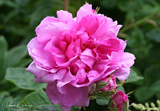 Acaena saccaticupula 'Blue Haze'