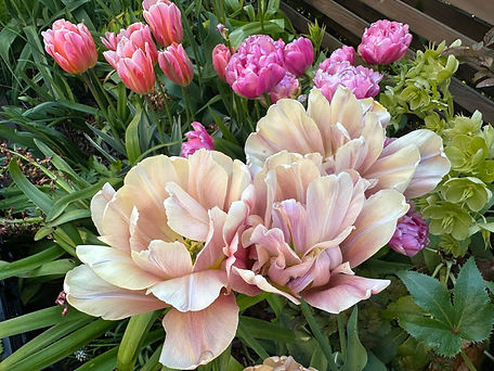2025-06-07_8100-tulipa-la-belle-epoque-pretty-princess-amazing-grace.JPG