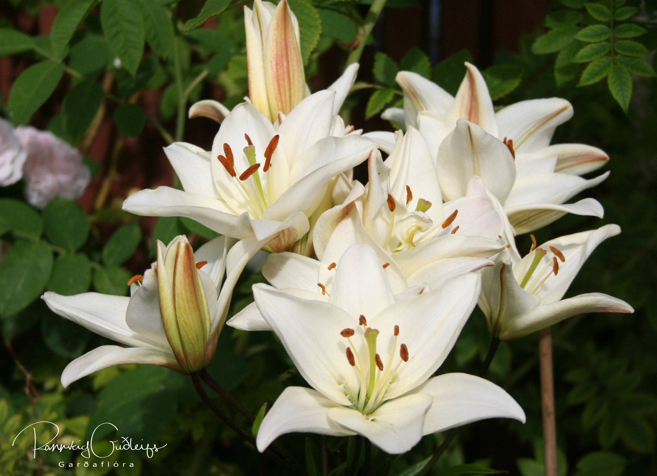Lilium 'Navona'