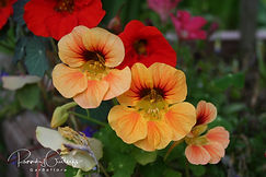 Tropaeolum - Skjaldfléttur