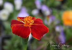 Tagetes - Flauelsjurtir