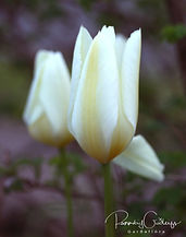 Acaena saccaticupula 'Blue Haze'