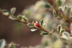 Acaena saccaticupula 'Blue Haze'