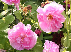Acaena saccaticupula 'Blue Haze'