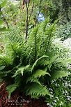 Green fern foliage of Dryopteris affinis 'Crispa'