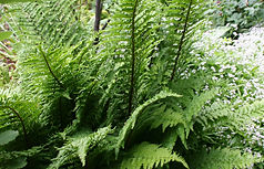 Green fern foliage of Dryopteris affinis 'Crispa'