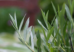 Acaena saccaticupula 'Blue Haze'