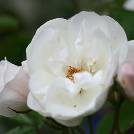 Klasarósir (Floribundas)