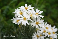 Acaena saccaticupula 'Blue Haze'