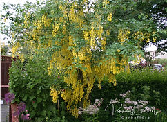 Acaena saccaticupula 'Blue Haze'