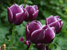 Acaena saccaticupula 'Blue Haze'