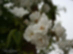 Acaena saccaticupula 'Blue Haze'