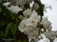 Acaena saccaticupula 'Blue Haze'